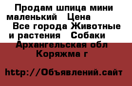 Продам шпица мини маленький › Цена ­ 15 000 - Все города Животные и растения » Собаки   . Архангельская обл.,Коряжма г.